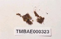 藏品(南亞立燈苔)的圖片